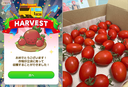 tomatoshuukakujiki
